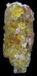 Lustrous, Yellow Cubic Fluorite Crystals - Morocco #32303-2